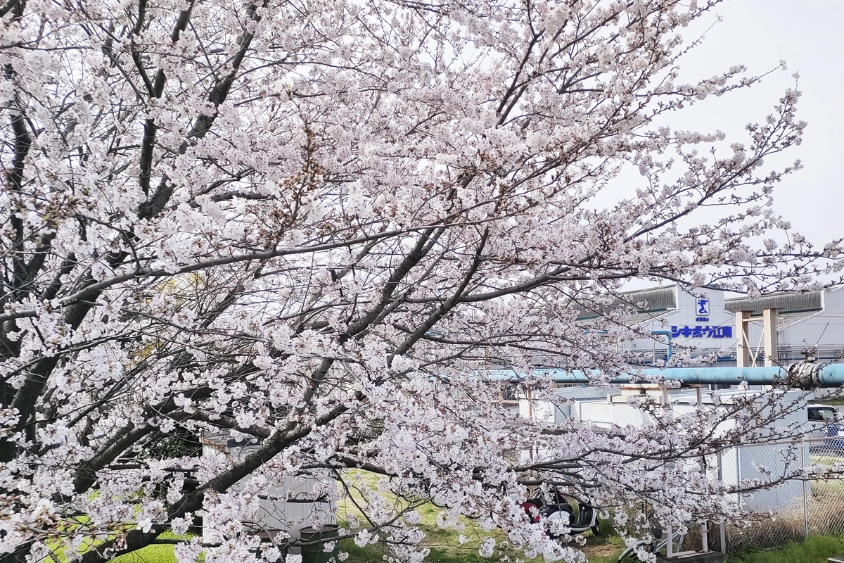 春には桜も。市街地にあり生活環境が良いのも特徴の一つです。